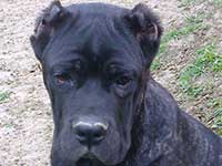italian cane corso black